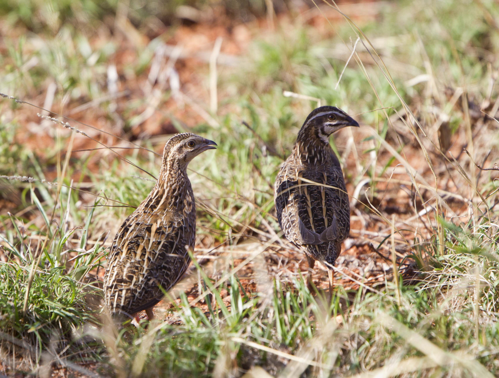 image Harlequin Quail